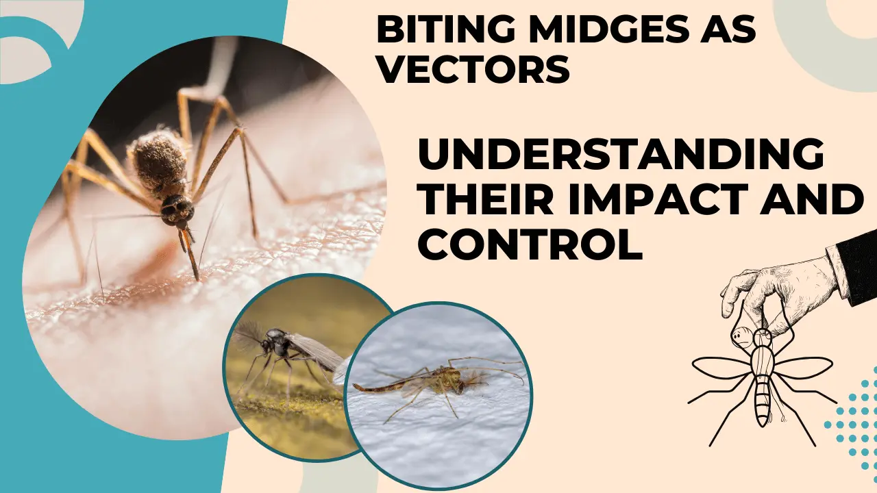 Biting Midges as Vectors: Understanding Their Impact & Control